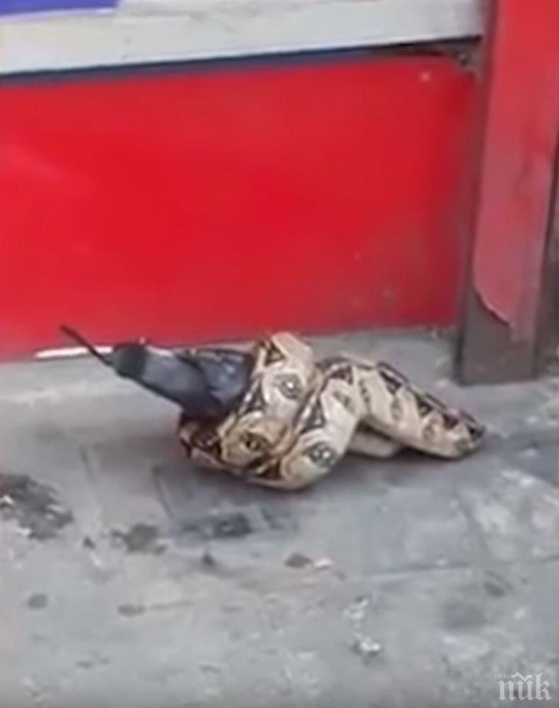 ШОК! Змия изяде гълъб насред Лондон (ВИДЕО)