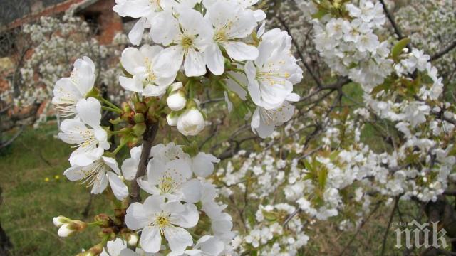 ПРИРОДЕН ФЕНОМЕН! Череша цъфна за втори път в двора на учителка