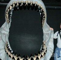 Любител палеонтолог откри зъби на гигантска акула, влиза прав в захапката