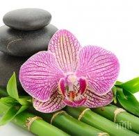 Бамбук! Как и за какво може да ни бъде полезен