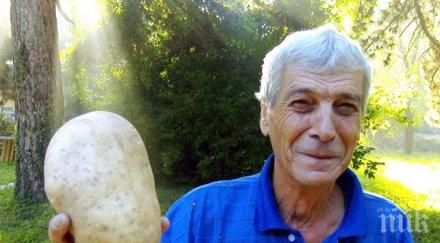 урожай оръжейник арсенал похвали картоф кило