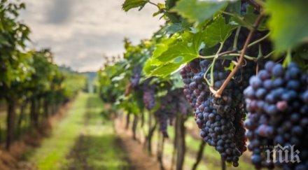 екшън лозята мъж хвана крадец прегази краката бус