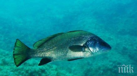 апокалипсис недостиг кислород уби тона риба германско езеро