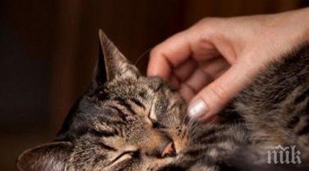 Учените с уникално откритие! Ето как влияят котките върху здравето на мъжете