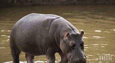 китайски турист загина беше нападнат хипопотам
