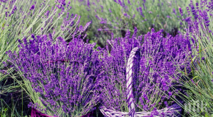 прибраха лавандулата добричко