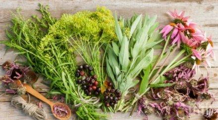 сила природата билки връщат паметта