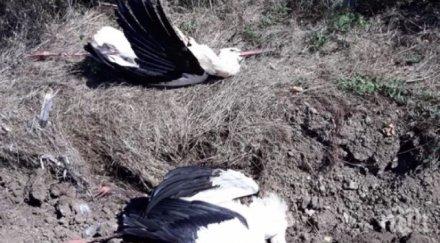 десетки щъркели загинаха високоволтова дъга елховско