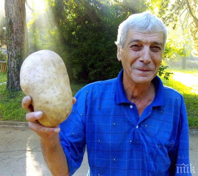 УРОЖАЙ! Оръжейник от Арсенал се похвали с картоф над кило