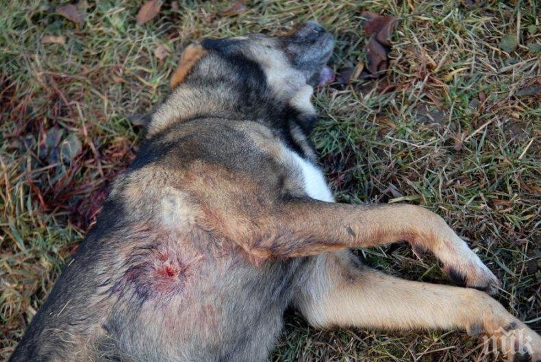 Неизвестен застреля домашно куче с въздушна пушка
