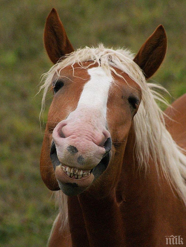 Кон прати 12-годишно дете в болница