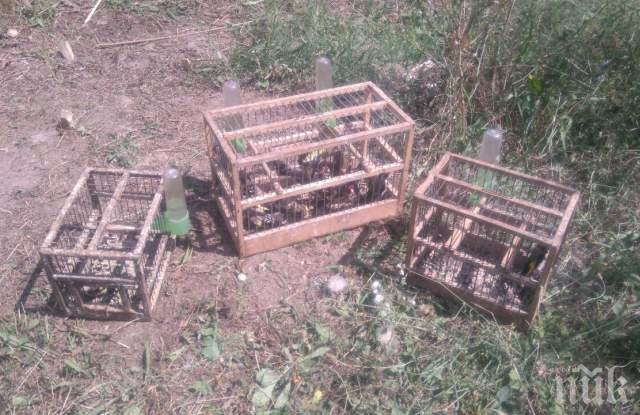 Спасиха 20 защитени птици в Пловдив, похитителят им избяга