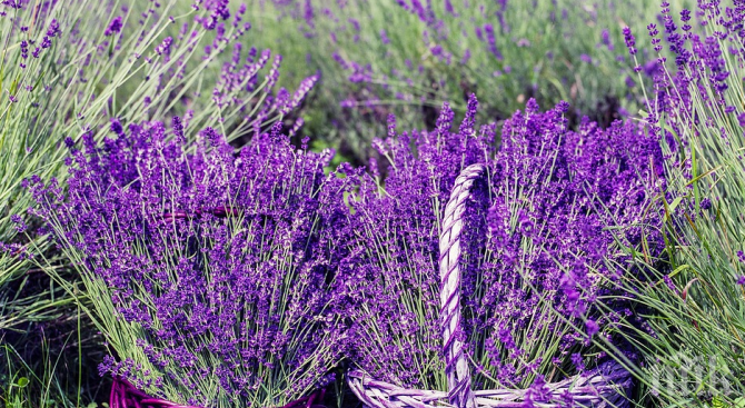 Прибраха лавандулата в Добричко