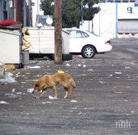 Безстопанствените кучета на територията на Столична община са приблизително 3600