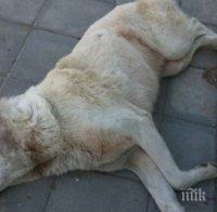 Задържаха стрелеца, убил бездомно куче в Дупница! В дома на изверга откриха арбалет