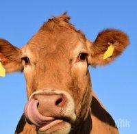 Кравата Пенка цъфти, чак от Германия питат за нея 