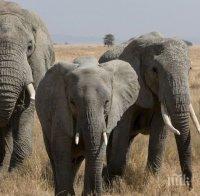  Учени откриха при слоновете предотвратяващ рак „зомби-ген“