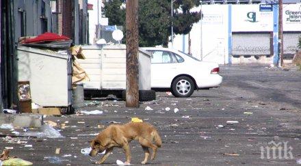 безстопанствените кучета територията столична община приблизително 3600