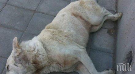 задържаха стрелеца убил бездомно куче дупница дома изверга откриха арбалет