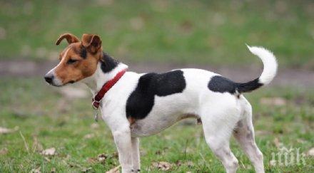 неуязвим джак ръсел териер падна седмия етаж блок оцеля