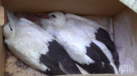 корпус реагиране eколози огнеборци спасяват щъркели благоевградско