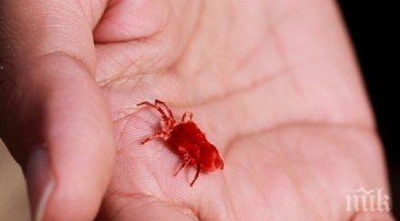 внимание пет случая лаймска болест перник седмица