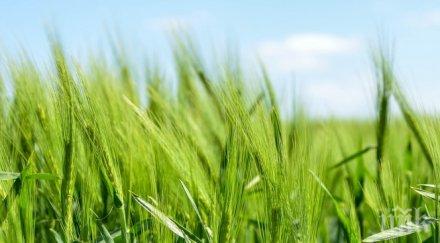 земята плевенско достигна 949 лева декар