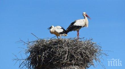спасиха ранени щъркела