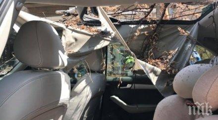 дърво падна потроши коли центъра софия снимки