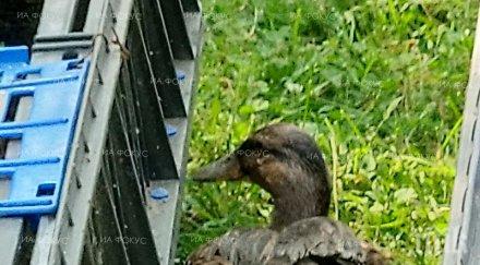 пуснаха 100 патици езерото дружба