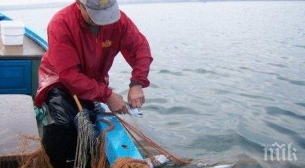 морето ври сафрид рибата намалява хванал кила ахтопол бургас стават 200