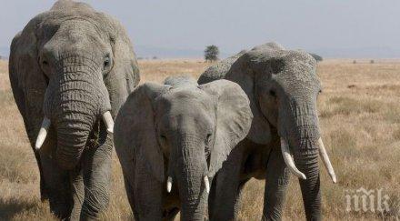 учени откриха слоновете предотвратяващ рак зомби ген
