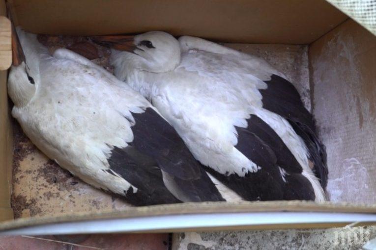 КОРПУС ЗА БЪРЗО РЕАГИРАНЕ! Eколози и огнеборци спасяват щъркели в Благоевградско