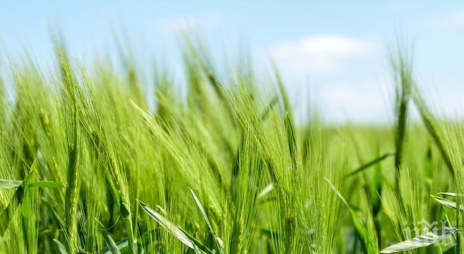 Земята в Плевенско достигна 949 лева на декар