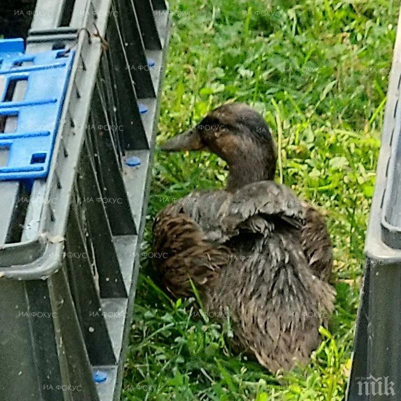 Пуснаха 100 патици в езерото на Дружба