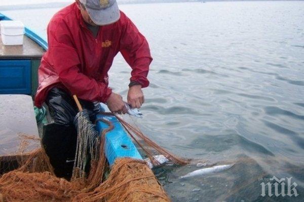 Морето не ври от сафрид, рибата намалява! Някой хванал 2 кила в Ахтопол, до Бургас стават 200