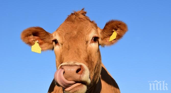 Крава избяга от ранчо за добитък в Бразилия за да