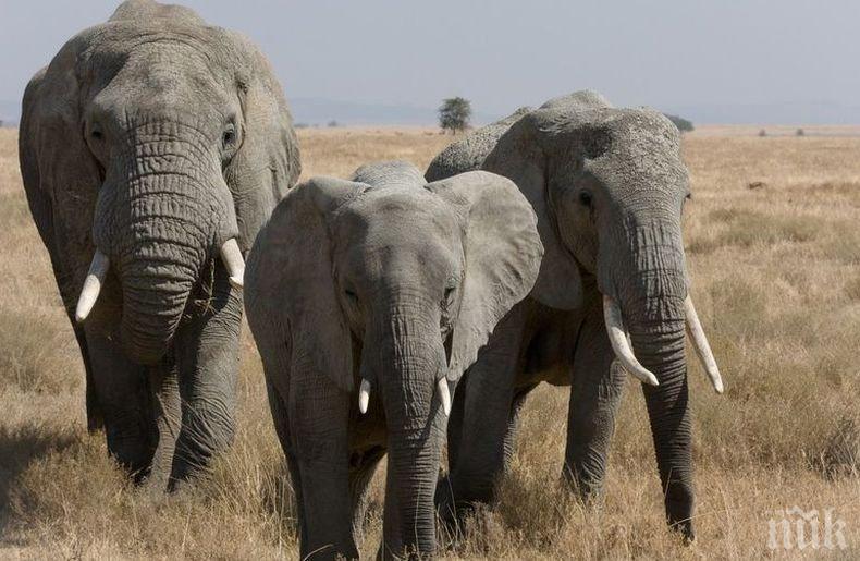  Учени откриха при слоновете предотвратяващ рак „зомби-ген“