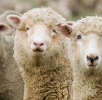 Започна изплащането на субсидиите по de minimis на овцевъди и козевъди
