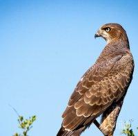 Ловец отрови защитен вид ястреб по погрешка