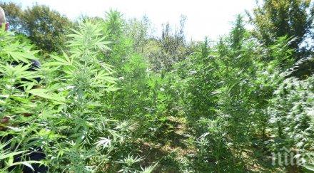 заловиха жътвар канабис път павликени