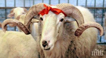 бивш общинар хасково жени син украсиха празнично сватбен коч дар младата булка снимки