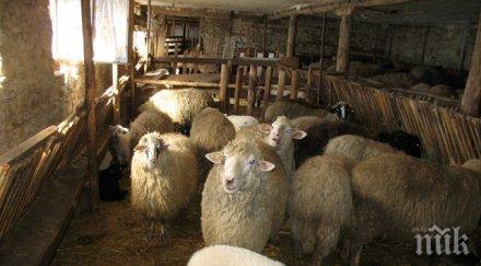 добра новина чума дребните животни благоевградско