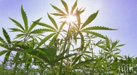 криминален тип спретна наркоплантация атия