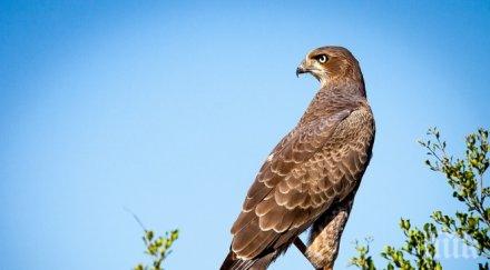 ловец отрови защитен вид ястреб погрешка
