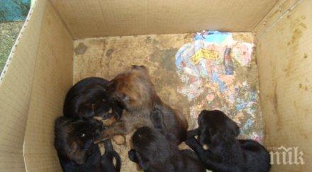 прави грък отнесе глоба 120 000 евро изхвърлени кученца контейнер боклук