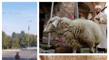 драма овца избяга опит спаси живота байрама видео