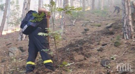 лесничеи пожарът карлово умишлен палеж