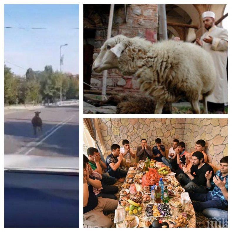 ДРАМА! Овца избяга в опит да спаси живота си на Байрама (ВИДЕО)
