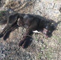 Издирват стрелец, убил домашно куче в монтанско село